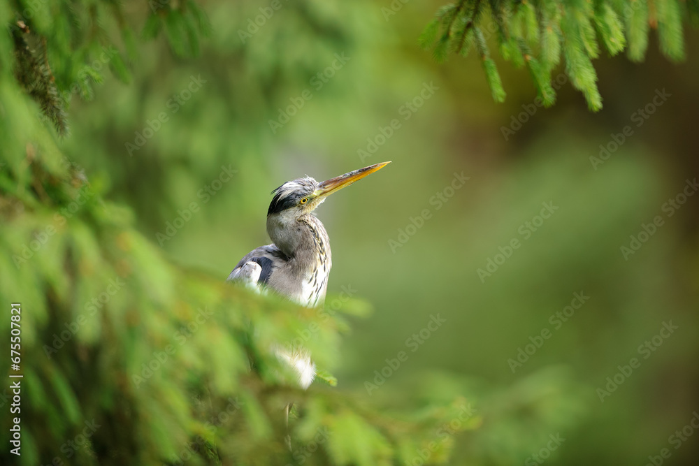 Poster Curious gray heron between coniferous tree in a sunny day with forest in the background