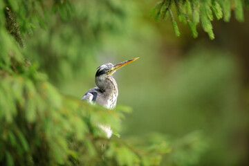 Curious gray heron between coniferous tree in a sunny day with forest in the background