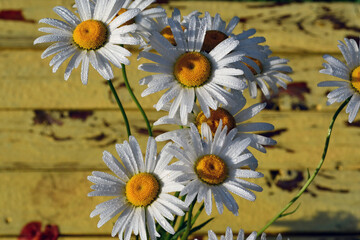 White daisy flowers with drops of water on wooden yellow background