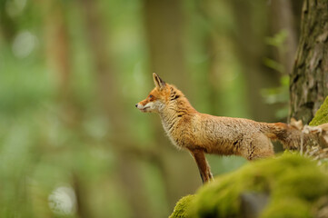 Red fox profile from side in the forest. Vulpes vulpes