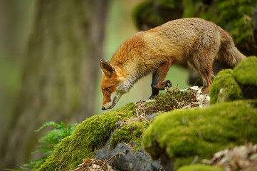 Naklejka na ściany i meble Sniffing red fox on the rocks in the green forest.