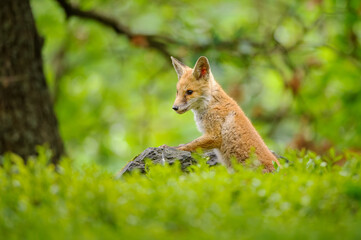 Fototapeta premium A young fox hatchling from a tall blueberry tree, standing on a lonely stone in a green spring forest