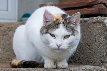 Beautiful white cat perched on a set of stairs in a backyard setting.