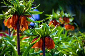 Closeup of Fritillaria imperialis, the crown imperial flowers blooming in the garden.