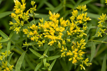 flat-topped goldenrod