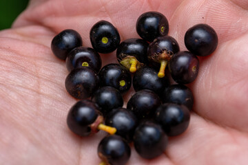 black cherry