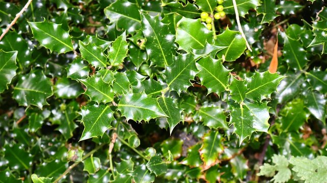 Beautiful evergreen holly shrub (Ilex aquifolium) with spiky green leaves