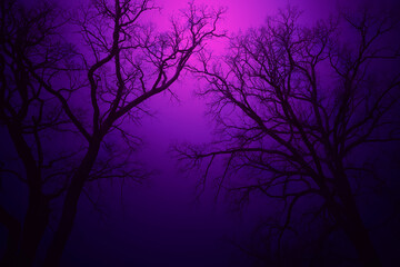 Obraz premium Leafless Oak tree branches silhouette. Black purple pink violet. Natural oak tree branches silhouette on a blue background. Silhouettes of a dark gloomy forest with textured trees.