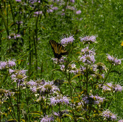 Eastern Tiger Swallowtail butterfly on wild bergamot