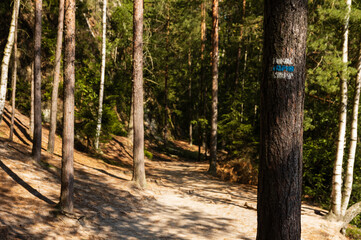 Blue Czech hiking sympol painted on tree along hiking track in Adrspach rocks