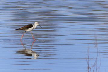 Side view of common stilt (Himantopus himantopus) reflecting in calm blue waters