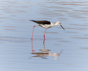 Side view of common stilt (Himantopus himantopus) reflecting in calm blue waters