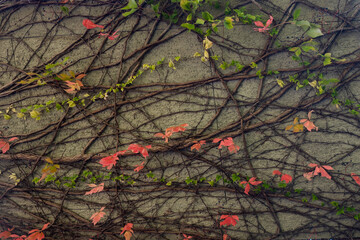 Autumn leaves on the wall of a building closeup of photo