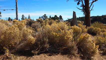 State desert landscape with trees and golden bushes in California