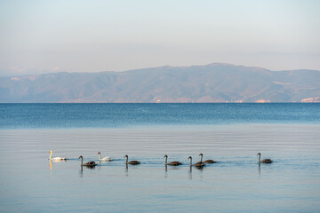 Naklejka premium White swans, cygnus parents with their children juveniles six brown swans cygnets. Teaching how to swim. Concept. Family together. Ohrid lake,Macedonia summer 2023. 