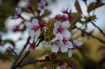 Sakura tree blooming