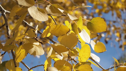 Yellow golden leaf during autumn foliage in California
