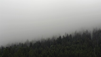 Forest on mountain at foggy day.