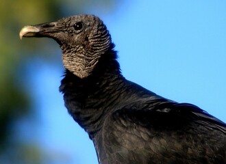 A Closeup of Black Vulture 