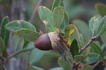 Acorn