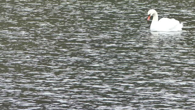 Water surface with small waves and white Mute swan, Cygnus olor - slow motion. Topics: water bird, ornithology, beauty of nature, natural environment