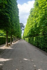 Obraz premium Paved sidewalk flanked by a seemingly endless row of lush trees stretching into the horizon.