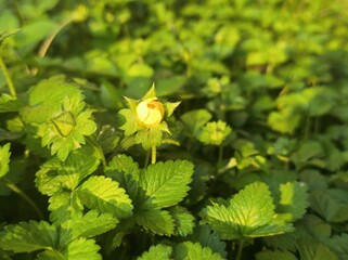 Beautiful shot of a blooming small yellow flower surrounded by lush green foliage