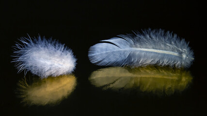 Colored feather and bird fluff on a dark background