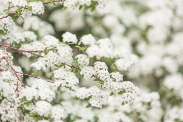 Naklejka premium Blooming white three in park. Flower blossom.