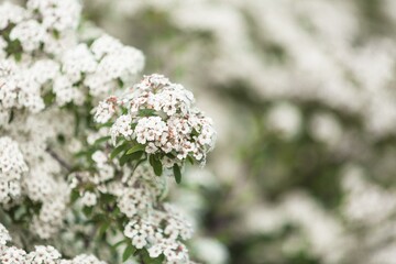 Blooming white three in park. Flower blossom.