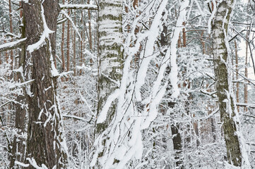 Branches of plants in the winter forest covered with snow and frost