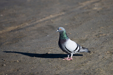 dove stands alone with a long shadow