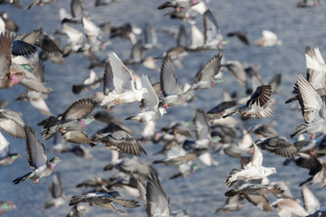 flock of pigeons flies against the background of water