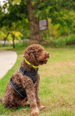 Choclate colored Romagnolo Lagotto in autumn park. Outdoor portrait of a dog. 