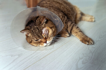 Tabby cat in a protective veterinary collar after ophthalmic surgery. Selective focus.