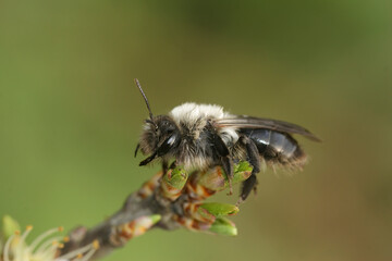 Closeup on a female Grey-backed mining bee, Andrena vaga, sitting on top of a twig