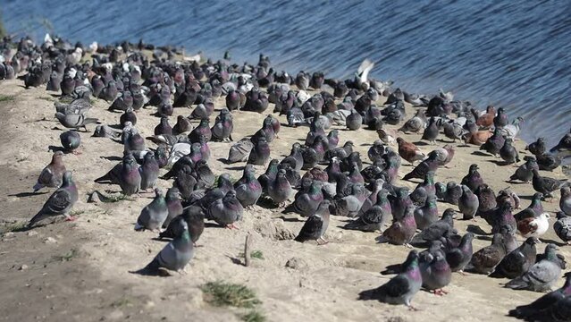 huge flock of pigeons on the lake shore
