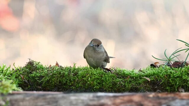 Eurasian Blackcap Sylvia atricapilla in the wild. Songbird. A bird drinks water in the forest. Slow motion.