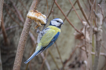Eurasian blue tit eating lard