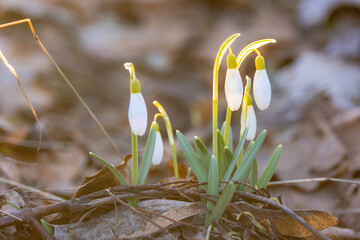 spring snowdrop flowers