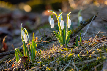 spring snowdrops flowers