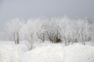 Snowy shrubs mountian view on Vovchynets