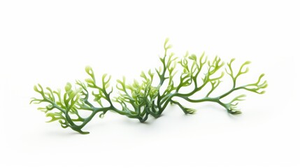 green seaweed.