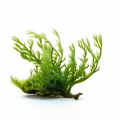 green seaweed.