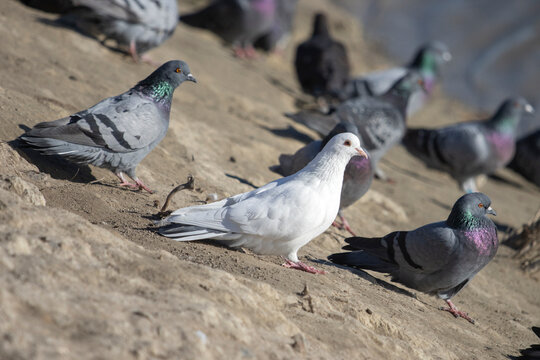 pigeons sit on the edge of a cliff