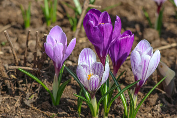 Purple crocus flowers on a lawn