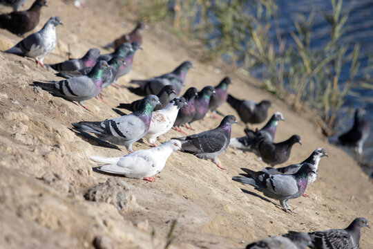pigeons sit on the river bank