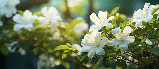 The beautiful white flowers shining against the lush green background of the garden showcased the breathtaking beauty of nature and its flora in the outdoor setting