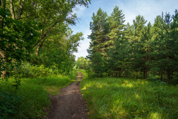 View of the road passing through the forest. Walk in the park