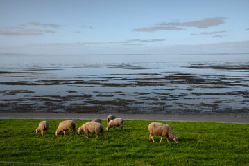 Schafe am Wattenmeer